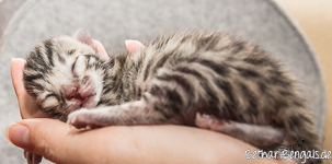 Bengal Kitten silver